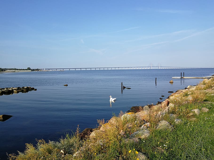 sea, swan, bridge, water, blue, sky, summer, the oresund, sweden, HD wallpaper