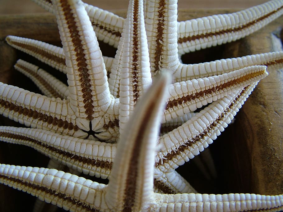nature, mar, deep sea, no people, indoors, close-up, pattern HD wallpaper