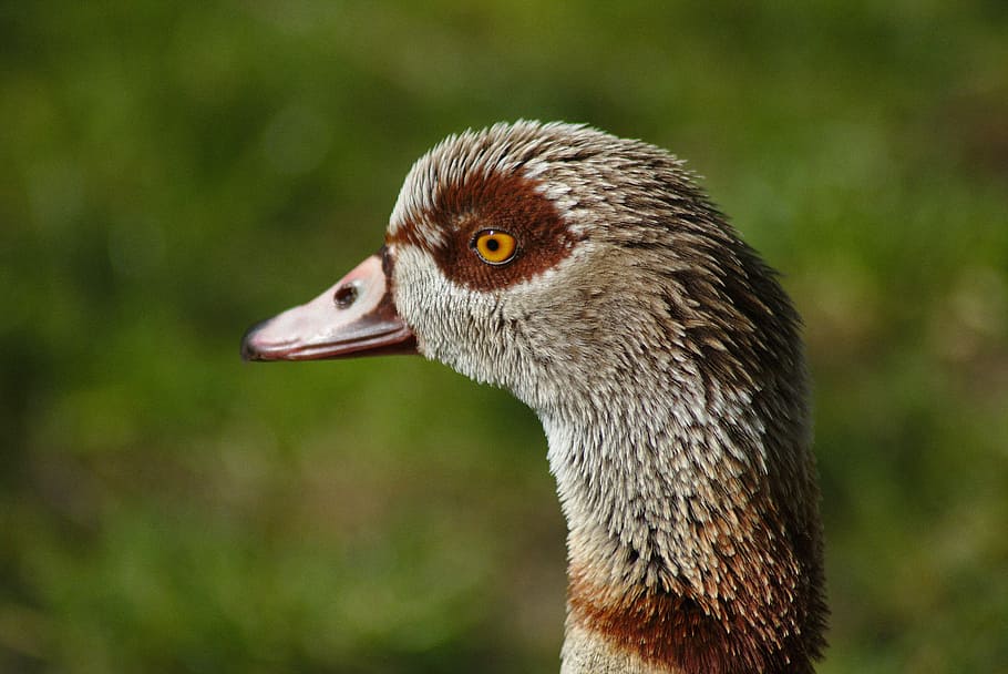 goose, bird, head, bill, eye, poultry, plumage, animal, away HD wallpaper