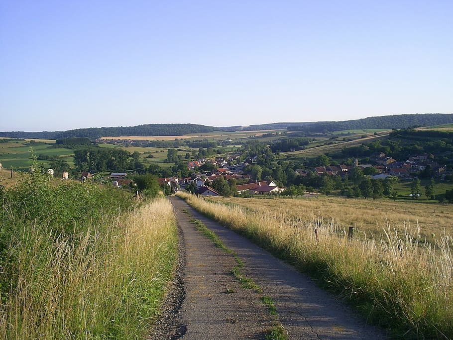 path, nature, field, promenade, plant, landscape, environment HD wallpaper