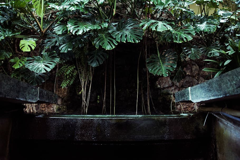 selective focus photography of green leafed plant, cave under green leafed plans HD wallpaper