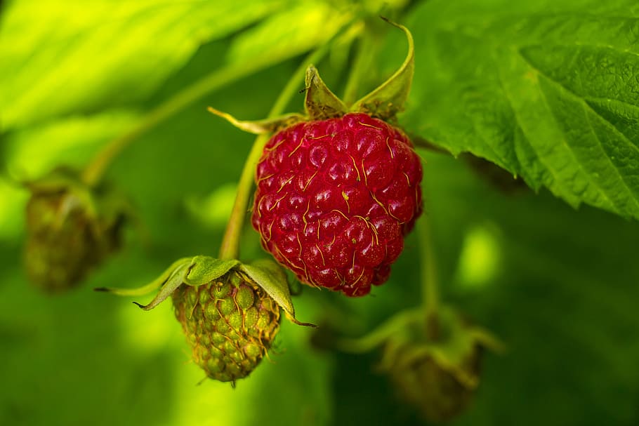 Raspberry, Fruit, Nature, Summer, green color, growth, leaf HD wallpaper