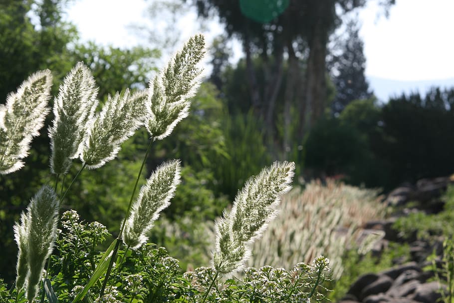 plants, light, green, nature, israel, sureness, outdoors, growth HD wallpaper