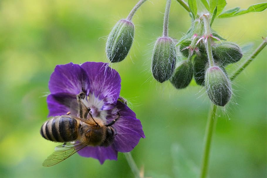 Cranesbill, Blossom, Bloom, Bee, Spring, purple, sprinkle, violet HD wallpaper