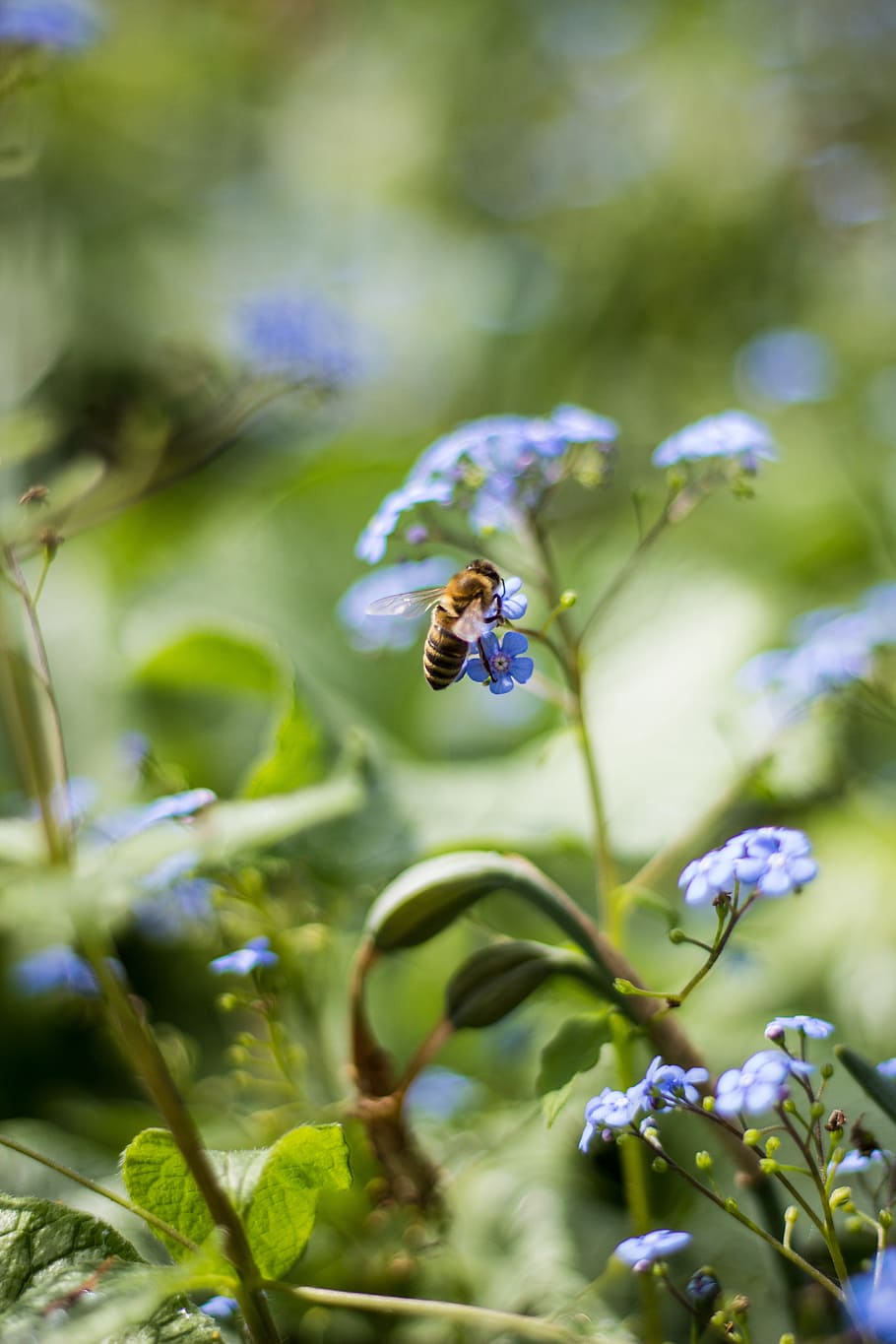 Forest, Flower, Bee, Nature, Spring, close, macro, blue, garden HD wallpaper
