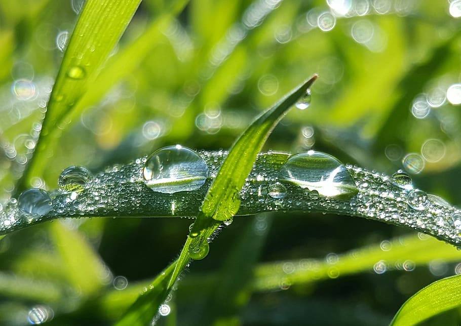 raindrop, grass, wet, plant, water, green color, plant part HD wallpaper