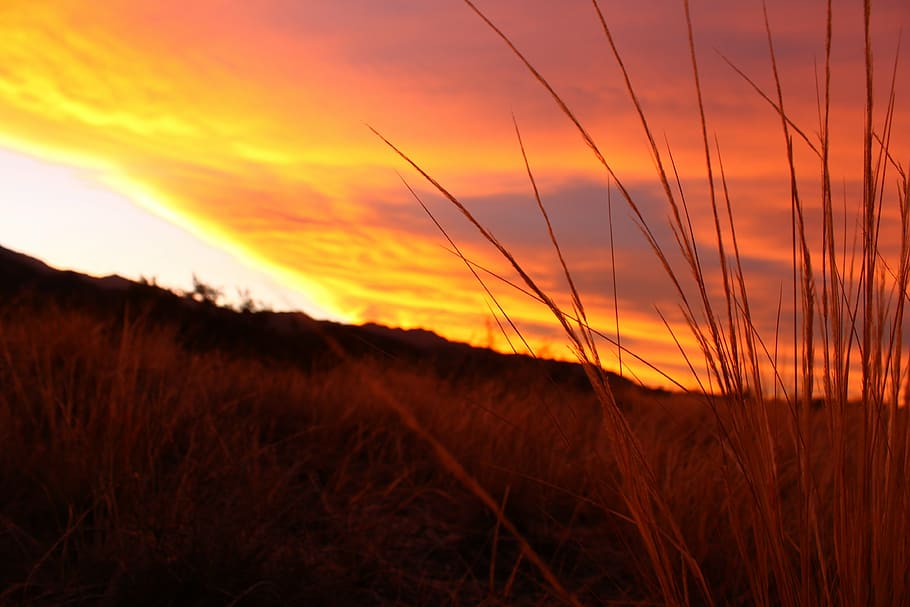 sunset, grass, sky, field, cloud - sky, scenics - nature, tranquil scene HD wallpaper