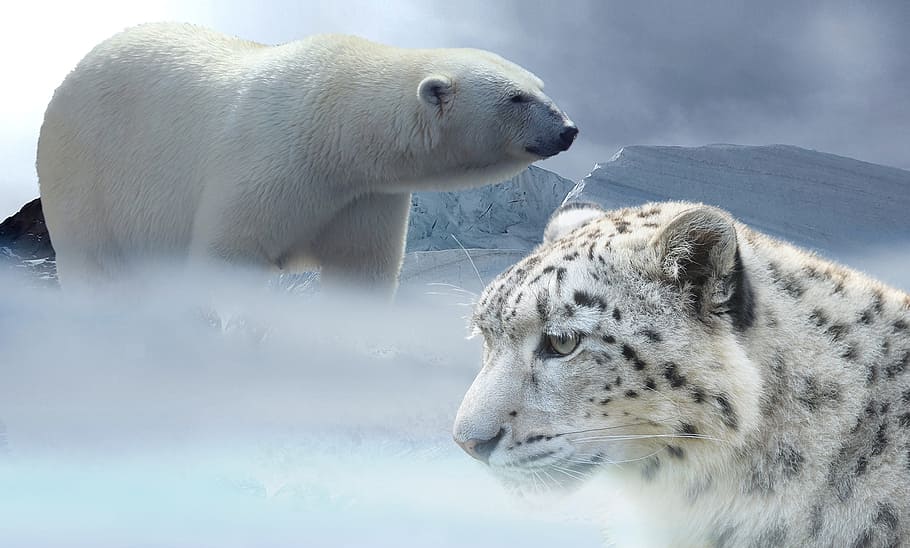 polar bear and white and black tiger, leopard, snow, snow leopard HD wallpaper