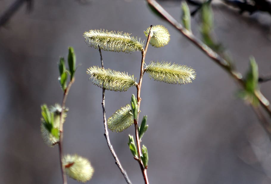 verba, plant, branch, spring, life, bloom, willow blooms, living nature HD wallpaper