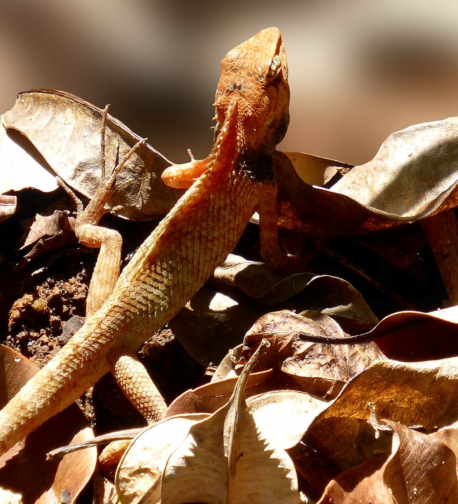 lizard, reptile, animal, scale, claw, back comb, exot, asia HD wallpaper