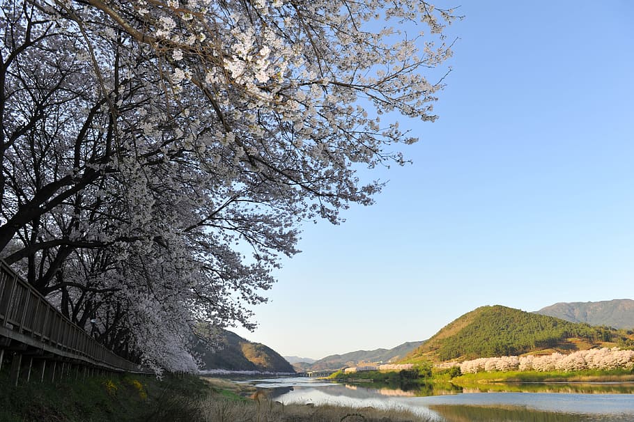 spring, seomjin, cherry enjoy, tree, plant, beauty in nature HD wallpaper