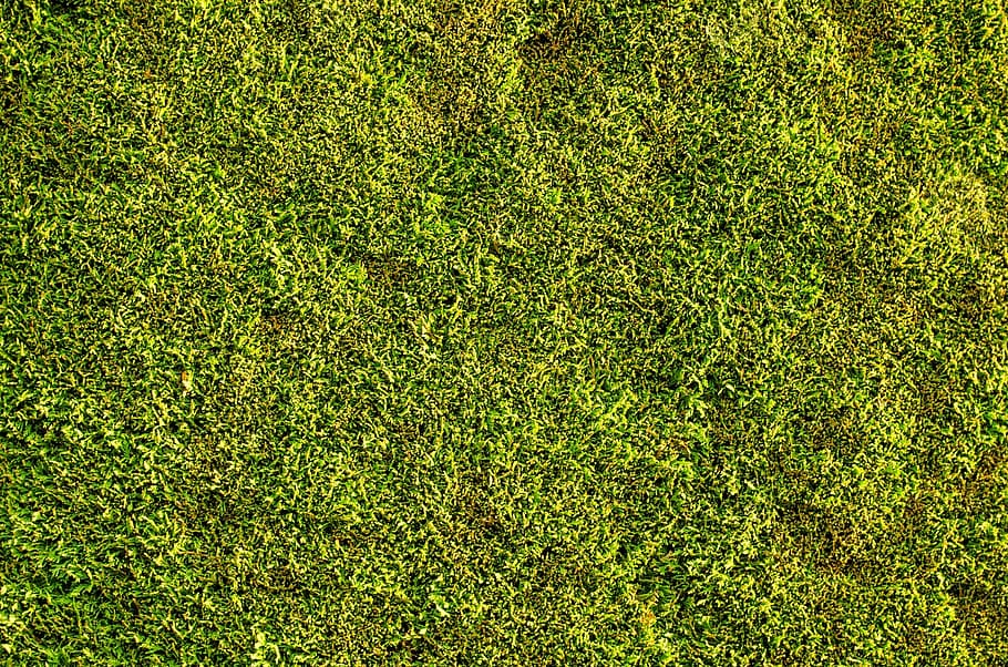 aerial photography of green grass field, bush, wall, evergreen HD wallpaper