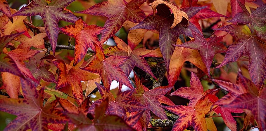 fall, leaves, sweetgum, autumn leaves, nature, tree, plant, HD wallpaper