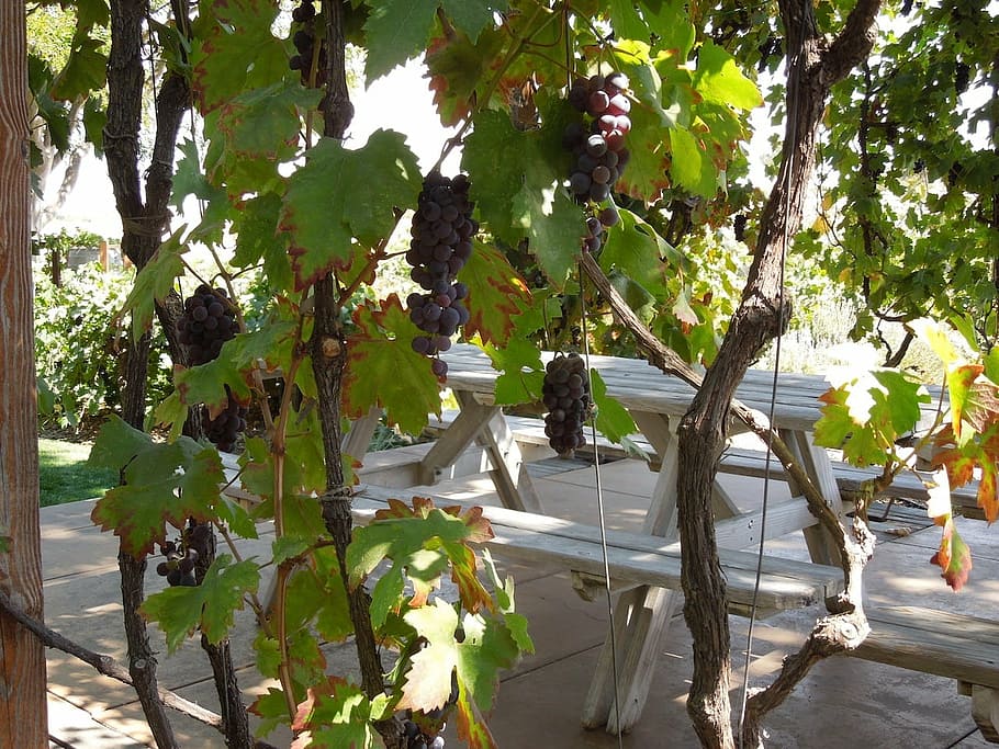 arbor, grapes, fruit, vine, leaves, plants, leaf, grapevine HD wallpaper