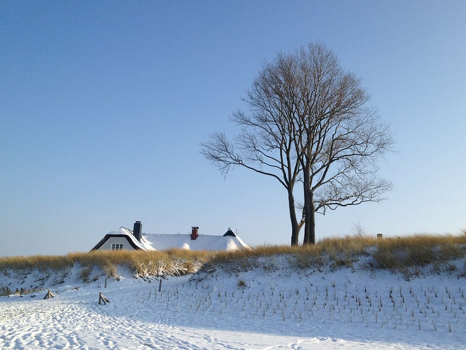 sea, coast, snow, tree, house roof, cold temperature, winter HD wallpaper