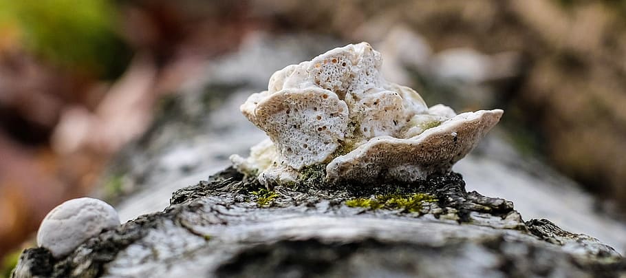 mushroom, tree, forest, tribe, bark, nature, moss, selective focus HD wallpaper