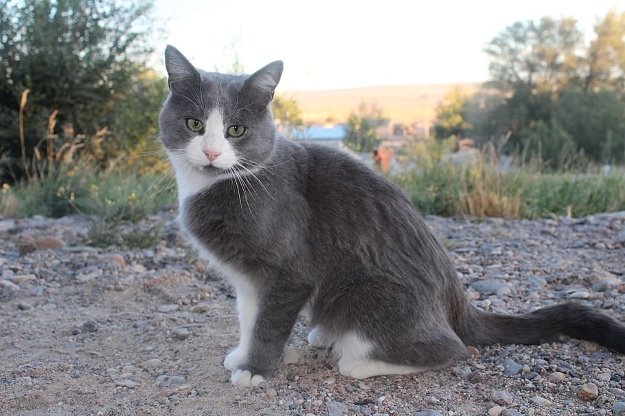 cat, sunset, animals, pet, domestic, pets, one animal, domestic animals HD wallpaper