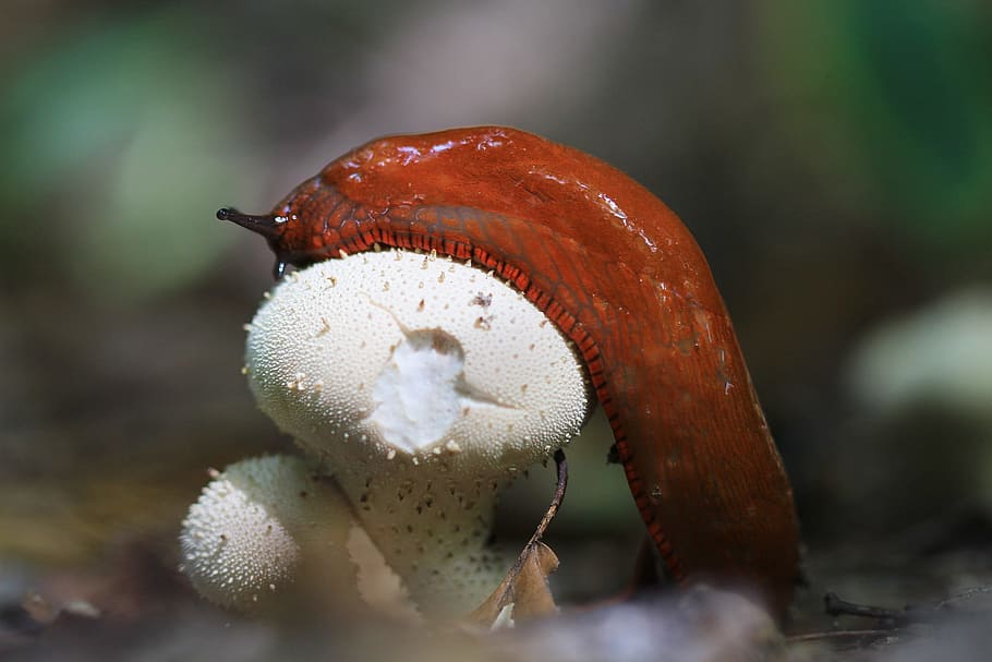 mushrooms, forest, nature, fall, wood, regal, undergrowth, slug HD wallpaper