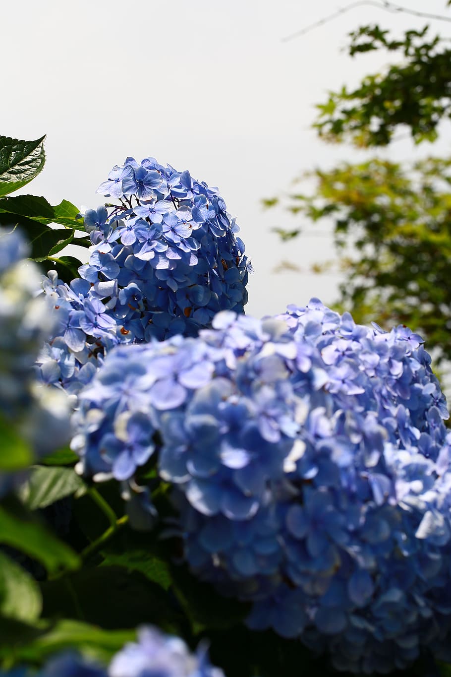 hydrangea, trees, plant, landscape, flower, flowering plant HD wallpaper