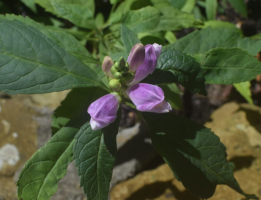 chelone, turtlehead, wildflower, top-down, blossom, bloom, plant HD wallpaper