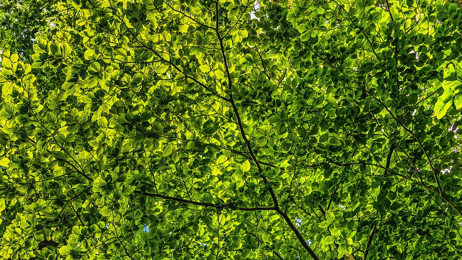 green leaf tree, canopy, leaves, branches, color, foliage, shades of green HD wallpaper