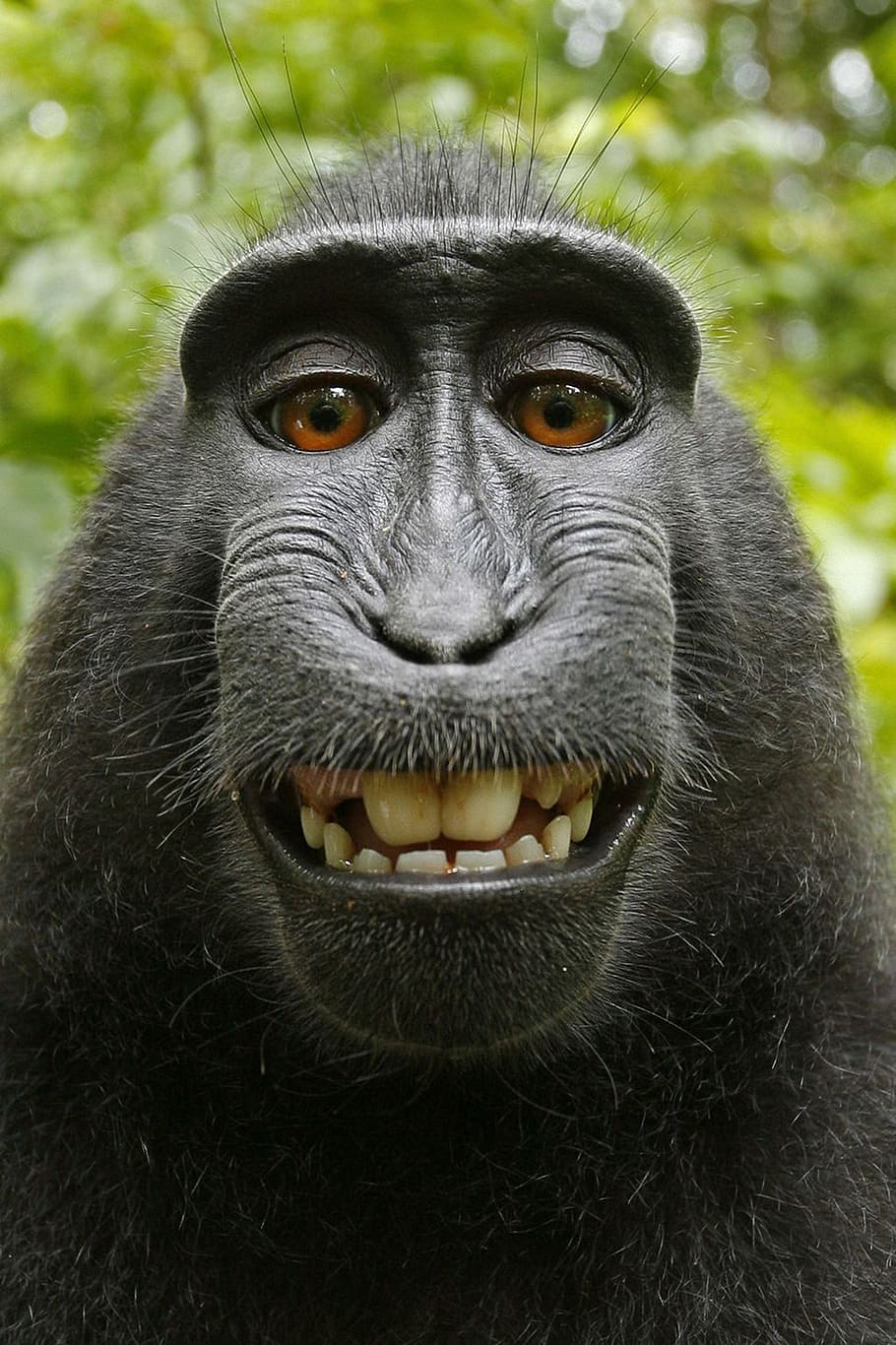 black monkey, macaca nigra, selfie, self-portrait, mammal, celebes crested macaque