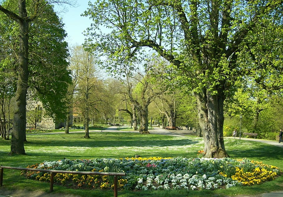 Rotenburg, Trees, Garden, Tauber, green color, nature, grass, HD wallpaper