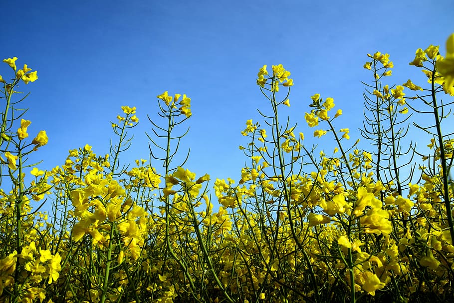 oilseed rape, field of rapeseeds, yellow, landscape, summer, HD wallpaper
