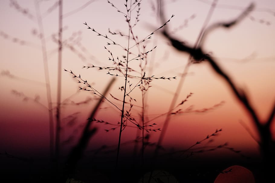 sunset, plants, nature, sky, landscape, sunlight, environment HD wallpaper