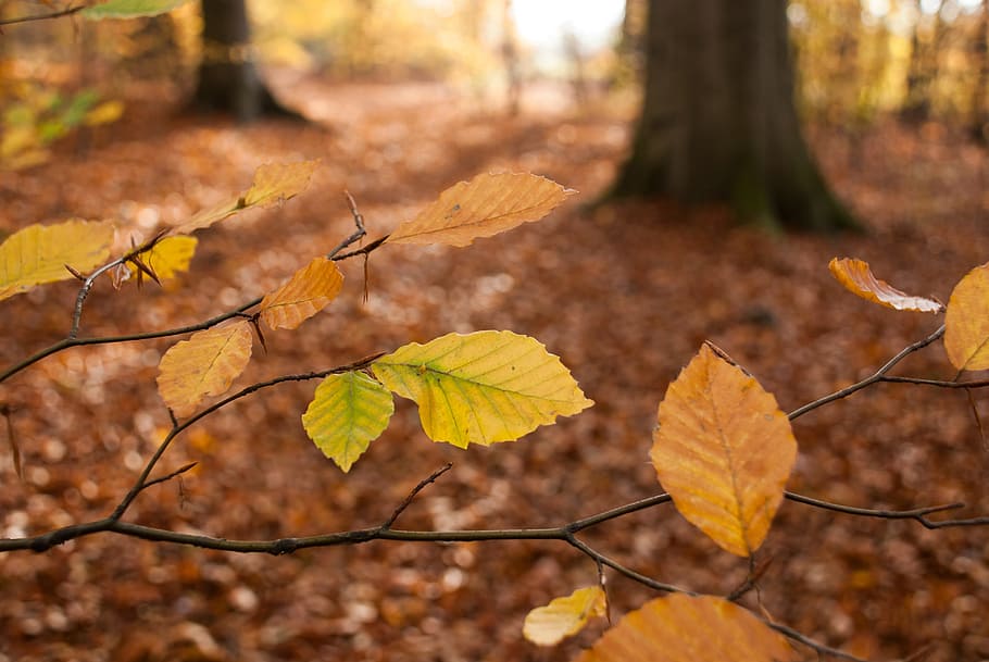 Autumn, Leaves, Beech, Forest, Emerge, october, leaf, nature HD wallpaper