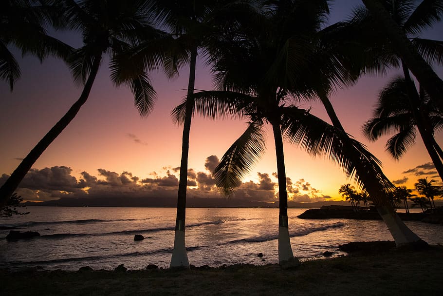 silhouette photography of coconut trees near sea, palm trees by the beach during orange sunset HD wallpaper
