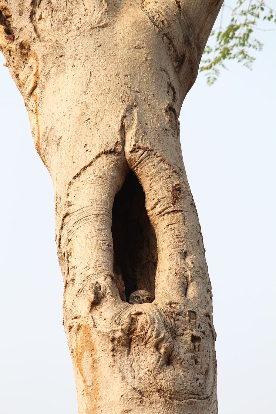tree trunk with nest, desktop, nature, owl, wood, plant, no people HD wallpaper