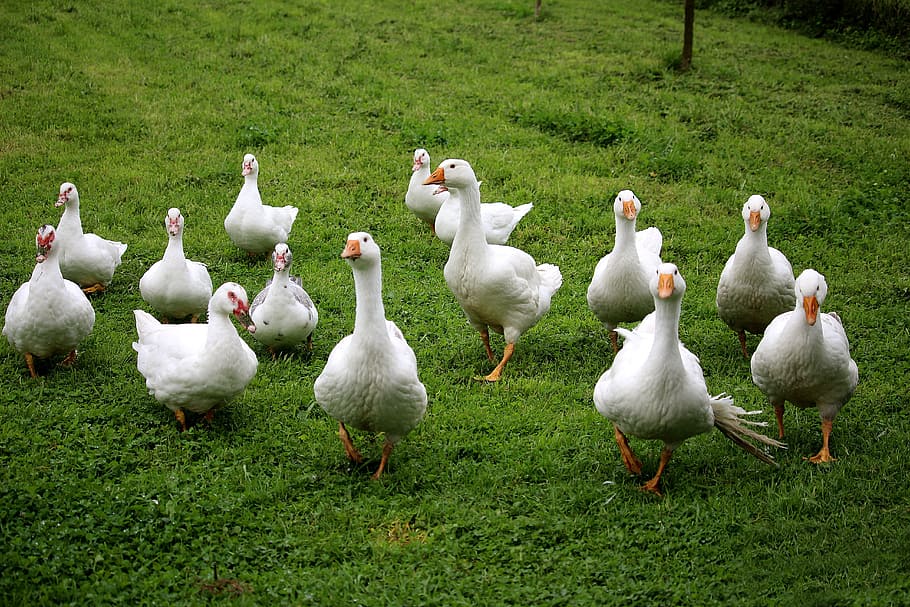 flock of ducks walking on grass, geese, white, bio, meadow HD wallpaper