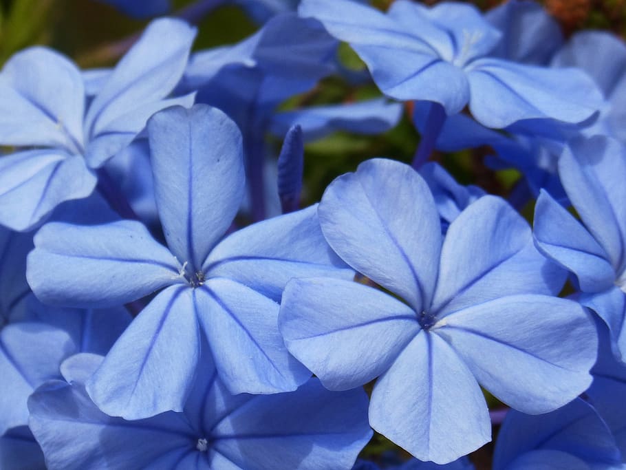 Flower, Background, blue flowers, texture, beauty, purple, close-up HD wallpaper