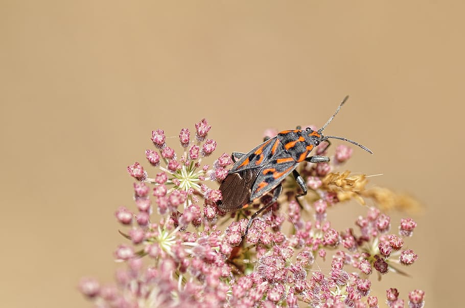 Beetle, Bloom, Blossom, Bug, Flora, flowers, insect, nature HD wallpaper