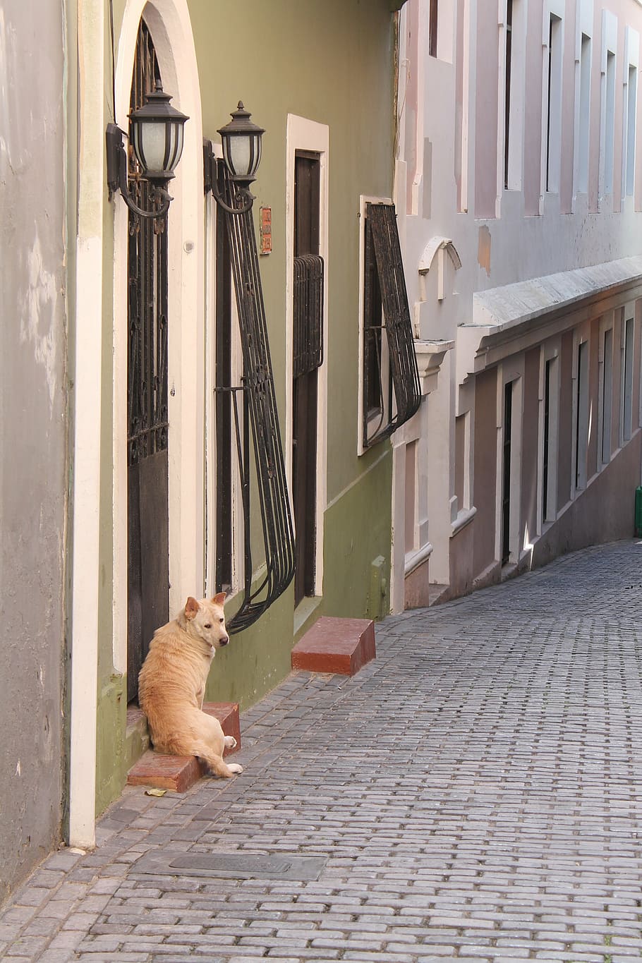 dog, mutt, hound, stray, alley, sad, lonely, lost, alone, mammal HD wallpaper