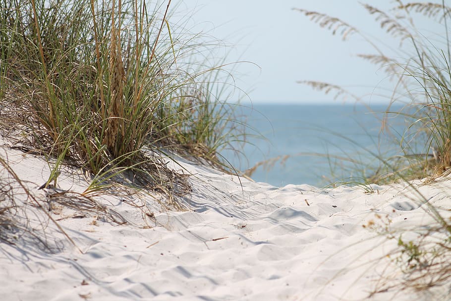 green grass near sea photography, beach, ocean, sand ocean HD wallpaper