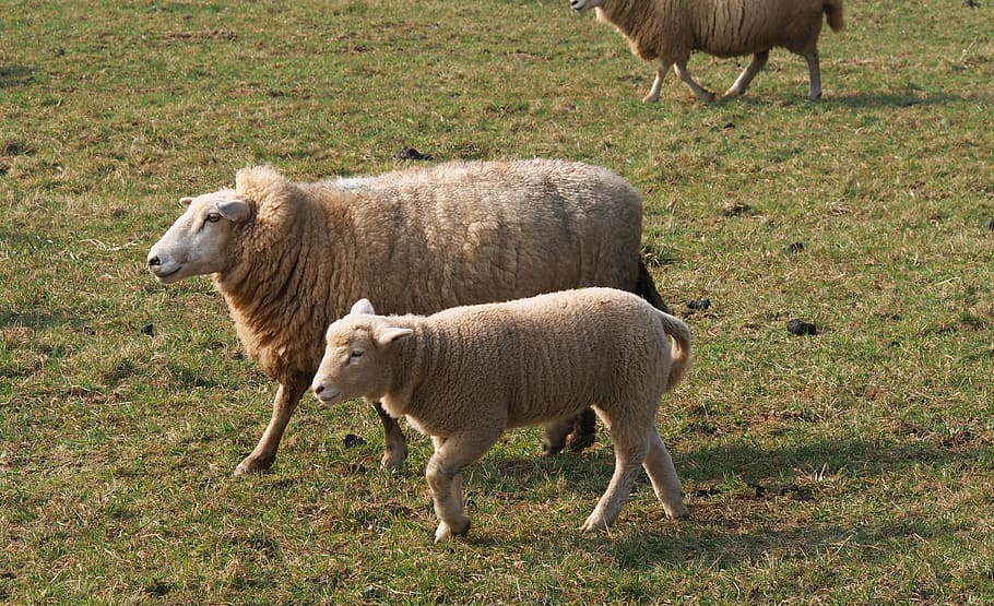 sheep, mother sheep, lamb, wool, spring, young animal, mammal HD wallpaper