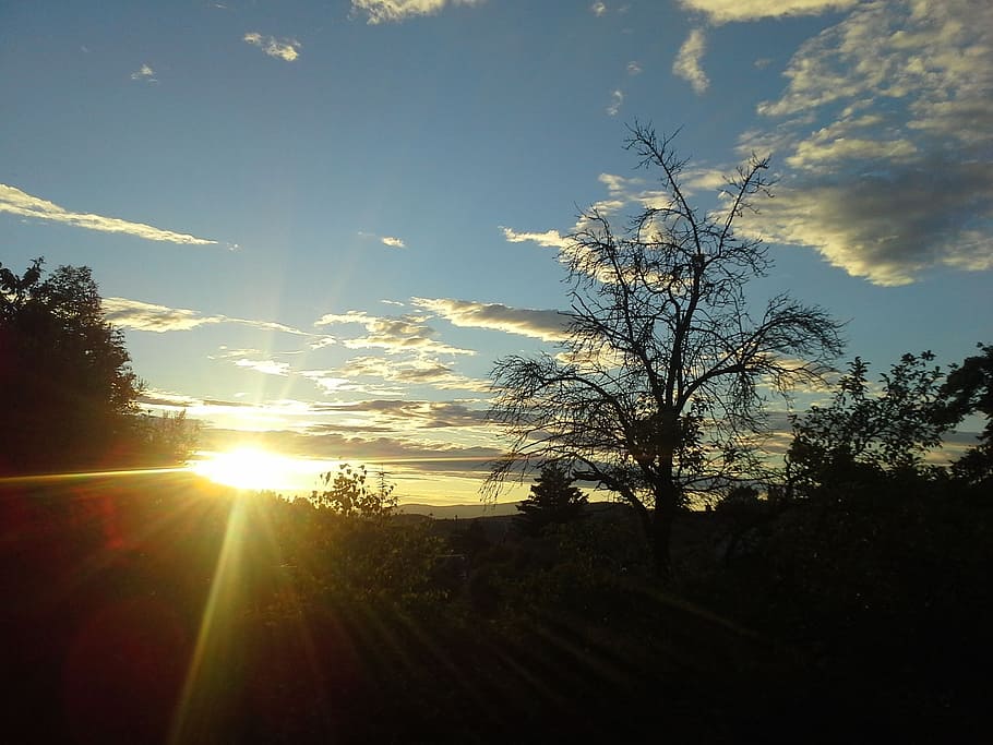 sunset, tree, nature, sky, sunlight, plant, beauty in nature HD wallpaper