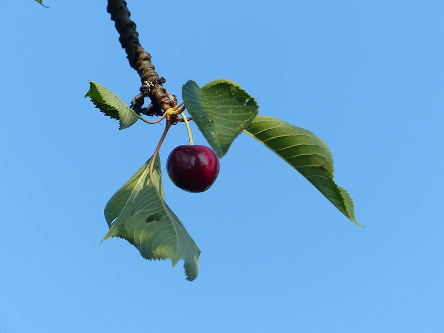 cherry, sweet cherry, red, fruit, healthy, leaves, branch, summer HD wallpaper