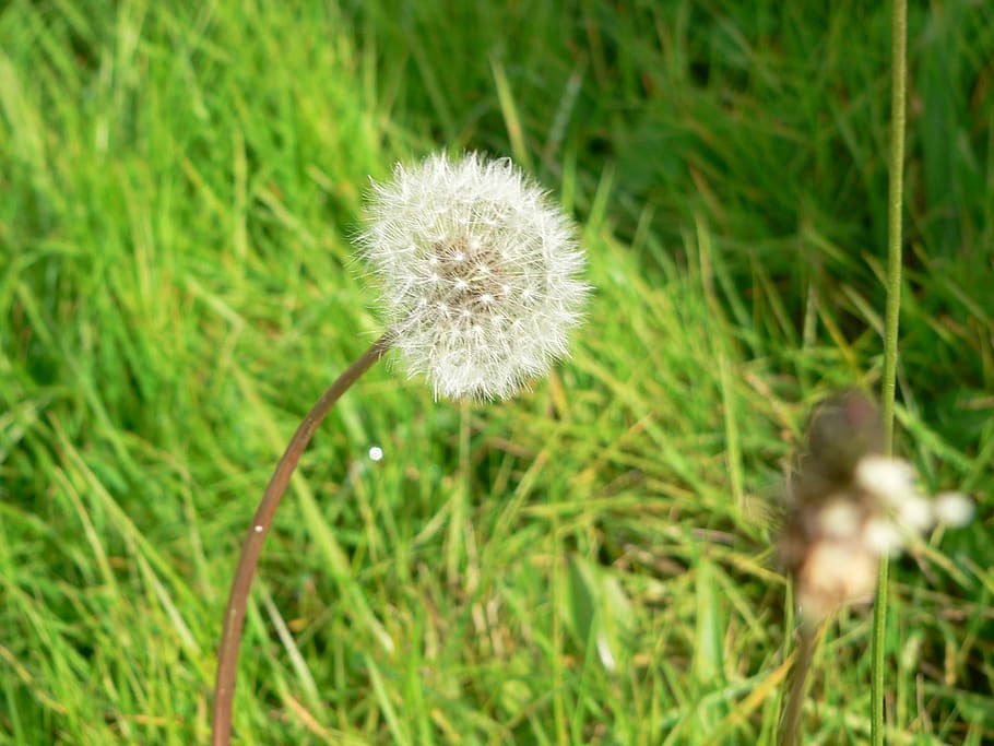 dandelion, flower, nature, plant, flowering plant, freshness HD wallpaper