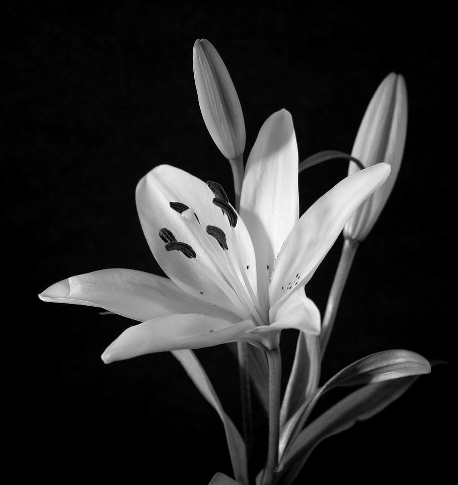 grayscale photo of lily in bloom, lilies, flower, plant, nature