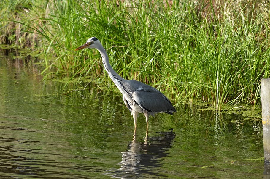 heron, waterfowl, bird, fish, fishing, nature, animal, animals HD wallpaper