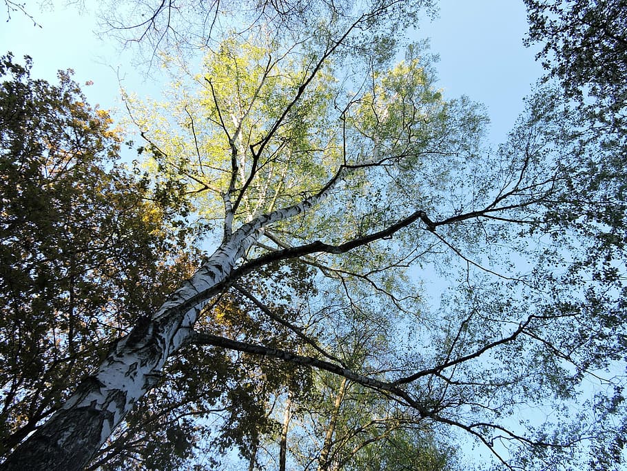 spring, trees, birch, plant, low angle view, sky, branch, beauty in nature HD wallpaper