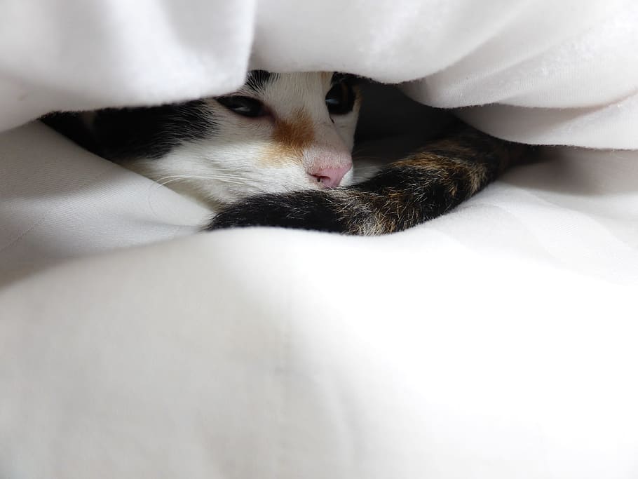 calico cat hiding in white textile, Kitten, Black, White, Snuggle HD wallpaper