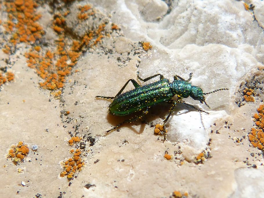 psilothrix cyaneus, coleoptera, green beetle, psilothrix viridicoerulea, HD wallpaper