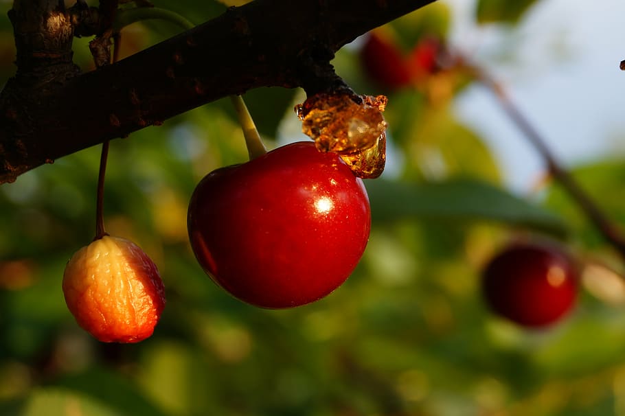 tree, ripe, red, flower, summer, sour, cherry, ripen, close HD wallpaper