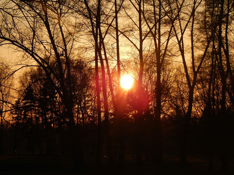 Sun, Stromovka, West, Spring, tree, sunlight, bare tree, no people HD wallpaper