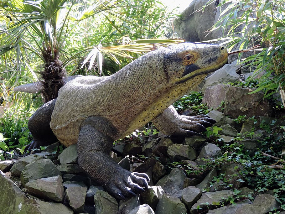 monitor, lizard, plastic, animal, varanus, reptile, wildlife HD wallpaper
