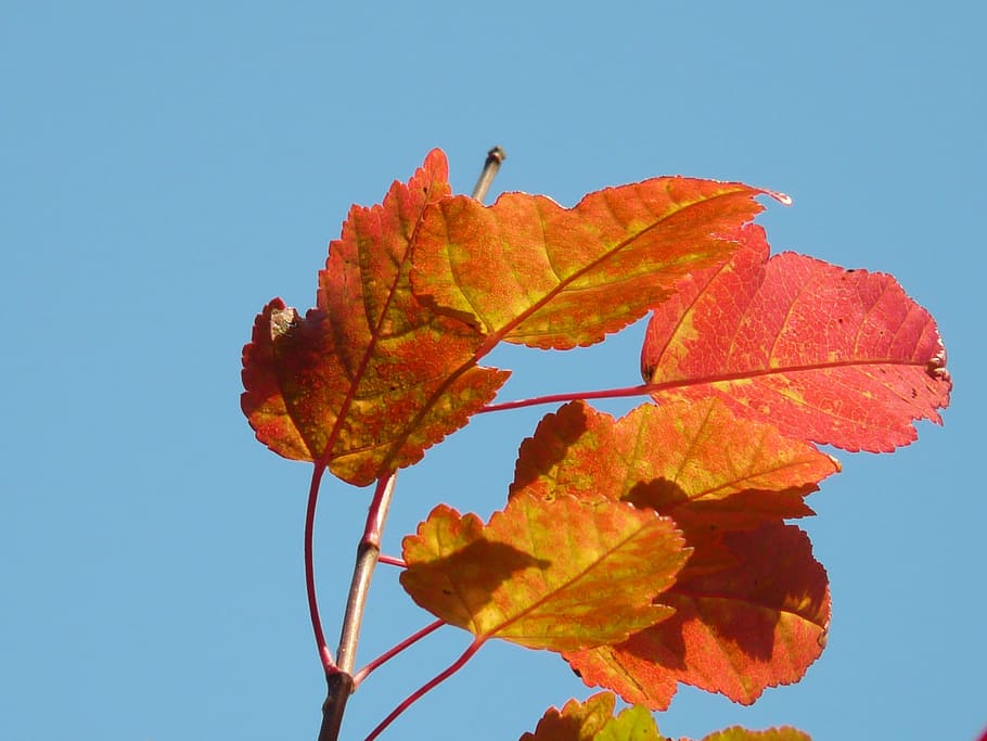 Fire, Maple, Small, Leaf, fire maple, red, small leaf, fall foliage HD wallpaper